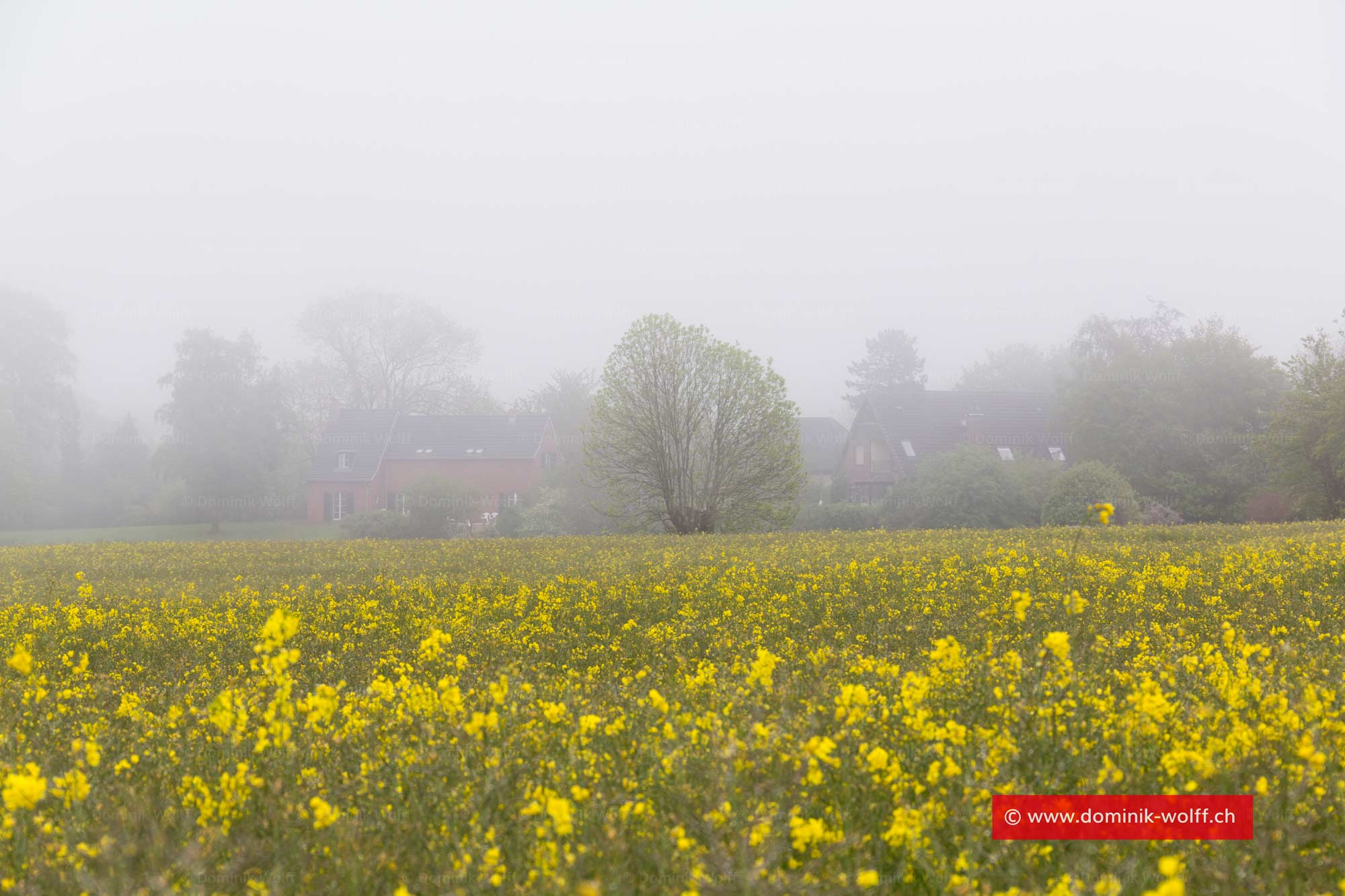 Bild + Foto - Ostseedorf Brodten im Nebel