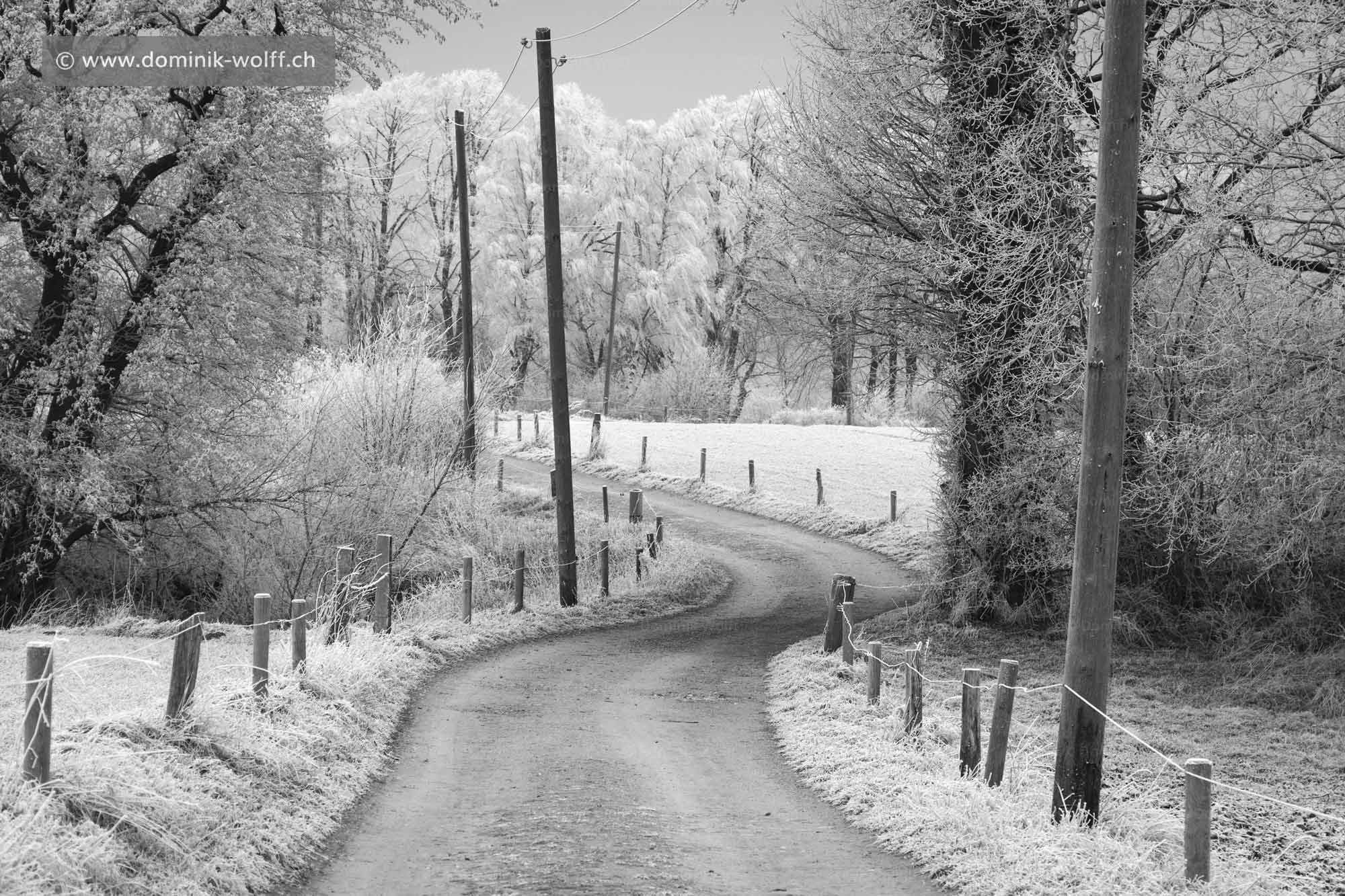 Bild + Foto - Winterliche Wieskoppel in Brodten